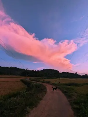 a dog walking down a dirt road with a pink sky at Uravu by LAKOTA in Chekadi