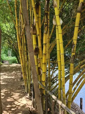 a bamboo fence next to a body of water at The Cove, ' the silent Symphony ' in Parassinikadavu