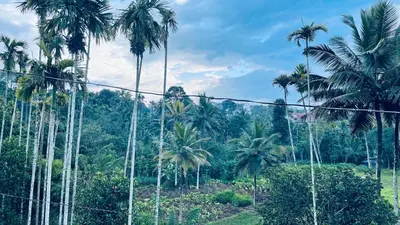 a group of palm trees in front of a forest at The Karlyle Homestay in Sultan Bathery
