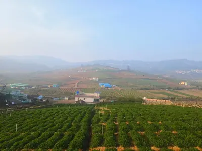 a field of crops with a farm in the background at Hilarious Garden Ooty in Ooty