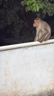 a monkey sitting on top of a wall at Revival Villa in Coonoor