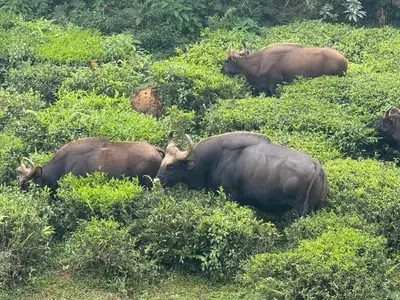 a group of animals laying in the grass at Revival Villa in Coonoor