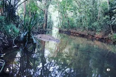 a river in the middle of a jungle with trees at The H and S Stays in Madikeri