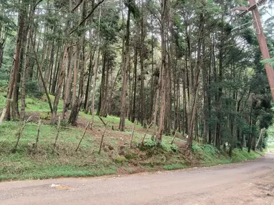 a road in the middle of a forest with trees at White House Resort in Ooty