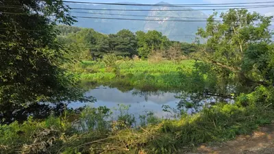 a river in the middle of a field with trees at Happy Home Stay in Palakkad