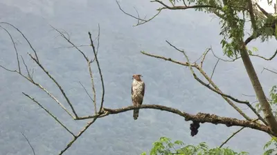 a bird perched on top of a tree branch at Happy Home Stay in Palakkad