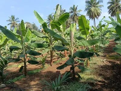 a field of banana plants with palm trees in the background at Rajarajeshwari Farm Stay in Sivasamudram