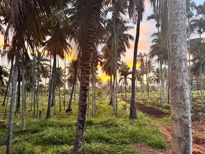 a group of palm trees with a sunset in the background at Rajarajeshwari Farm Stay in Sivasamudram