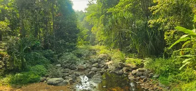 a stream in the middle of a forest at Mamoksha Riverdale in Padinjarathara