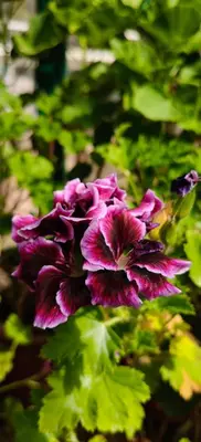 a purple flower in front of some green leaves at White House Cottage in Ooty
