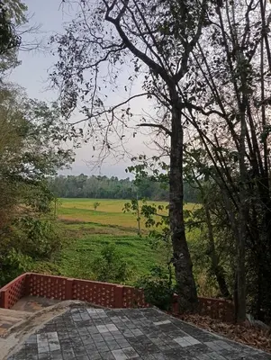 a view of a field with a tree and a brick wall at The Cool Ranch at gaya3farms in Parli