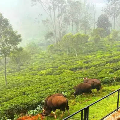Prysm Homestay - Kotagiri