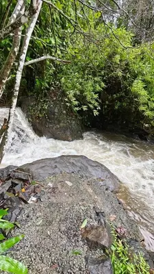 a river with rapids on the side of a forest at Hayden in Kakkadampoyil
