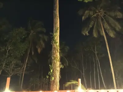 a group of palm trees at night at The Multi Gen Retreat at gaya3farms in Parli