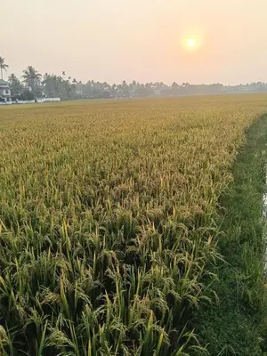 a field of corn with the sun in the background at Property near cochin international airport in Alwaye