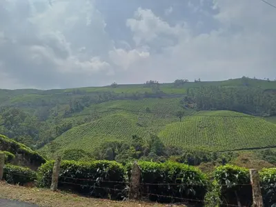 auliculiculiculiculiculiculiculiculiculiculiculiculiculiculic at Apple Valley in Munnar