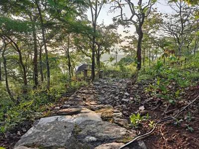 a rocky path through a forest with trees at spiritofthewild in Attappādi