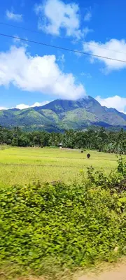 a field of grass with a mountain in the background at Quiet Canopy homestay in Padinjarathara