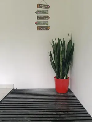 a plant in a red pot sitting on a floor at Quiet Canopy homestay in Padinjarathara