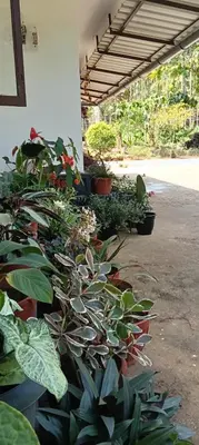 a row of potted plants in a greenhouse at Quiet Canopy homestay in Padinjarathara