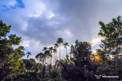 a group of palm trees against a cloudy sky at Sahyadri Homestay wayanad in Kalpetta