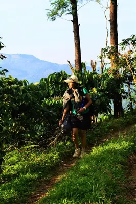 a woman walking down a path in the grass at Misty Woods Resort in Kakkabe