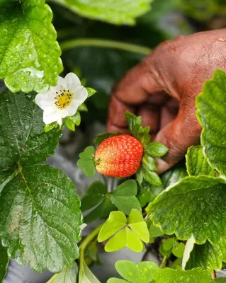 a person holding a strawberry on a plant at NATURE CASTLE -Traditional villa,Vattavada in Kottakamboor