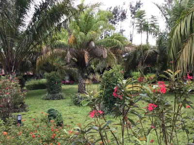 a garden with a palm tree and flowers at Palm Era Resorts in Kushālnagar