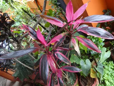 a pink plant in a pot with other plants at Four Seasons Home Stay (1BDH) in Madikeri