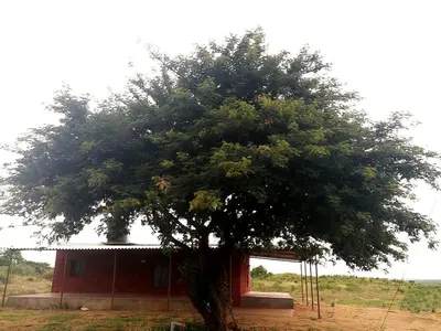 a large tree in front of a red building at Green Peace Bheemeshwari in Halgūr