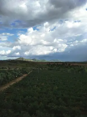 an open field with a dirt road in the middle at Green Peace Bheemeshwari in Halgūr