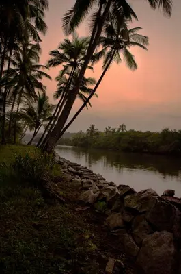 a group of palm trees and a river at KK Heritage in Kannur