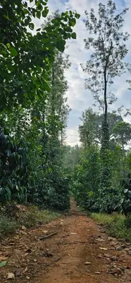 a dirt road in the middle of a forest at Heights Farm Stay - Coffee Estate Stay in Madikeri