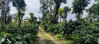 a dirt road through a field of banana plantations at Heights Farm Stay - Coffee Estate Stay in Madikeri