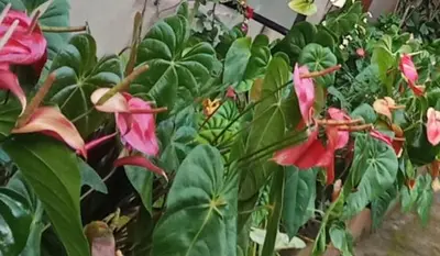 a group of pink flowers and green plants at Hill side estate in Madikeri