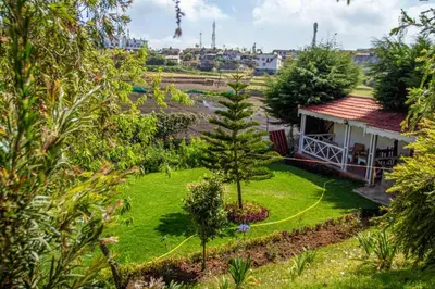 a garden with a small tree and a house at Pine View Stay Ooty in Ooty