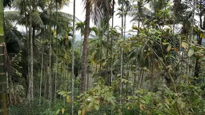 a group of palm trees in a forest at Wayanad Homestay in Kalpetta