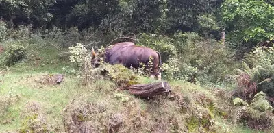 a cow standing in the grass in a field at Holidays and Celebrations in Kodaikānāl