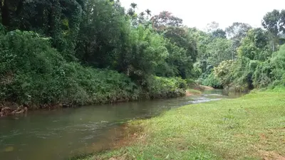 a river next to a grassy field with trees at Marsim Holiday Resort in Vythiri