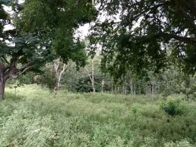 a field of tall grass with trees in the background at Singaras Coffee Country in Masinagudi