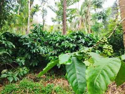 a bunch of green bananas on a banana tree at Kalidasa Tree House and Villa, Wayanad in Chekadi
