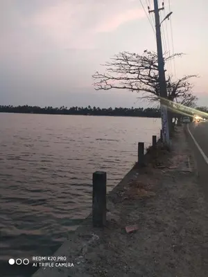 a body of water with a tree next to a road at Takashi Homestay North Paravur Near Muziris in North Paravur