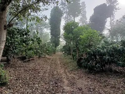 a dirt road in the middle of a banana plantation at Coorg Kolamotte in Gonikoppal