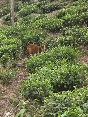 a fox standing in the middle of a field of bushes at Relaxing 2 B/R Estate House, Deenaty, Tamil Nadu in Coimbatore