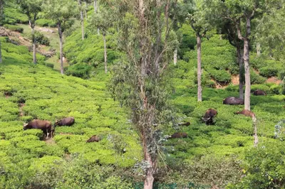 a herd of elephants grazing in a grassy field at Rustling River Resort in Ooty