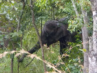 an elephant walking through the trees in the forest at Elephant Valley Eco Farm Hotel in Kodaikānāl