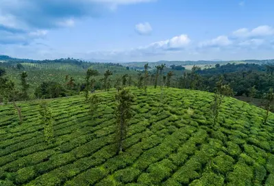 an aerial view of a green tea plantation at Amritara Ambatty Greens Resort in Virajpet