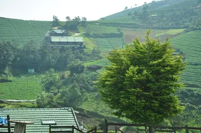 a house on top of a hill with a tree at Destiny - The Farm Resort in Ooty