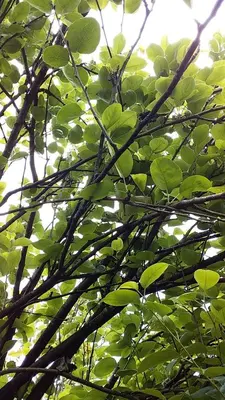 a branch of a tree with green leaves at Kanthalloor Homestay Snow White Holiday Homes in Kanthalloor