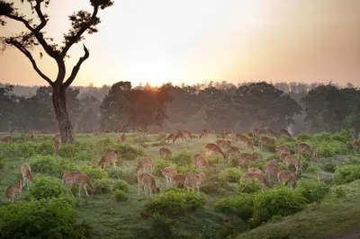 a herd of deer grazing in a field at sunset at The Serai Bandipur in Bandipūr